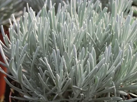 Helichrysum thianschanicum „Weißes Wunder“ – Strohblume
