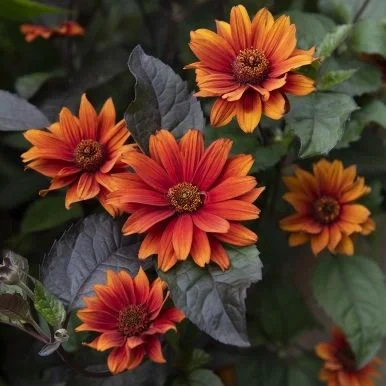 Heliopsis helianthoides