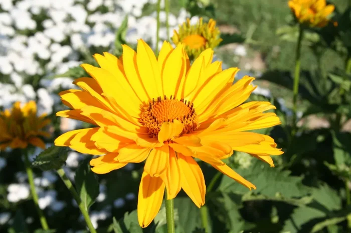 Heliopsis scabra ‚Venus‘ (Garten-Sonnenauge)