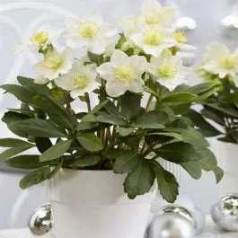 Helleborus Christmas Carol 12cm pot