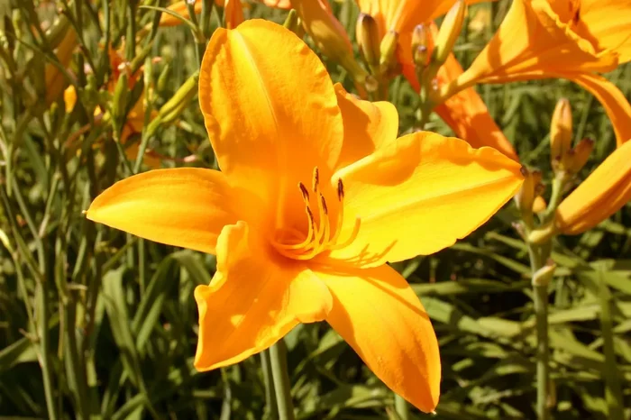 Hemerocallis ‚Berliner Anfang‘ (Großblumige Taglilie)