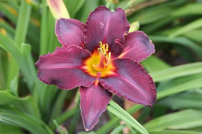 Hemerocallis ‚Blacky‘ (Großblumige Taglilie)