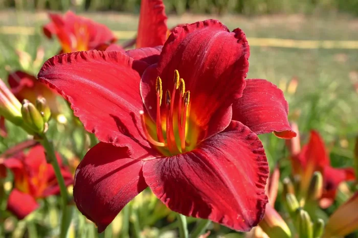 Hemerocallis ‚Chicago Apache‘ (Großblumige Taglilie)