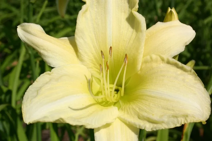 Hemerocallis ‚Ice Carnival‘ (Großblumige Taglilie)