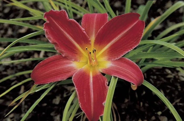 Hemerocallis ‚Muffin‘ (Großblumige Taglilie)