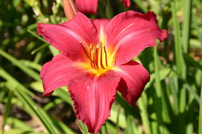 Hemerocallis ‚New Note‘ (Großblumige Taglilie)