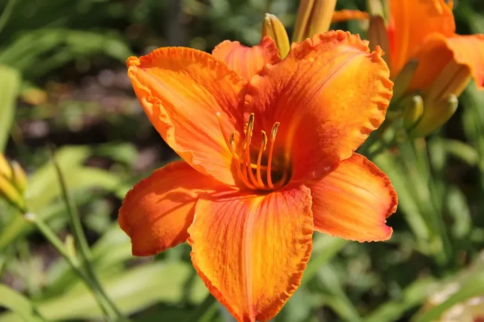 Hemerocallis ‚Orange von Falkenrehde‘ (Großblumige Taglilie)