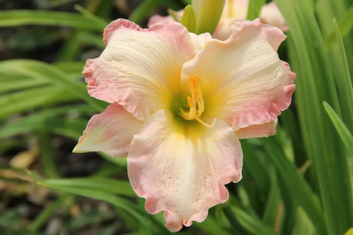 Hemerocallis ‚Susan Weber‘ (Großblumige Taglilie)