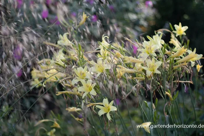 Hemerocallis citrina