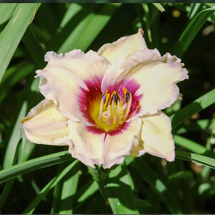 Hemerocallis Snowy Eyes Lilie eines Tages