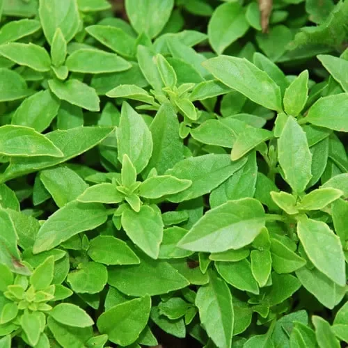 Herb Basil Bush