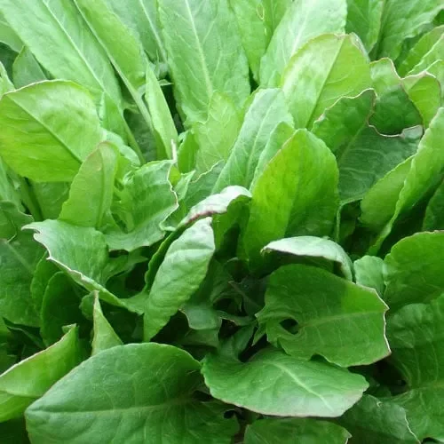 Herb Broad Leaved Sorrel