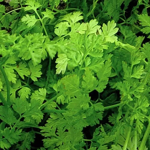 Herb Chervil Curled