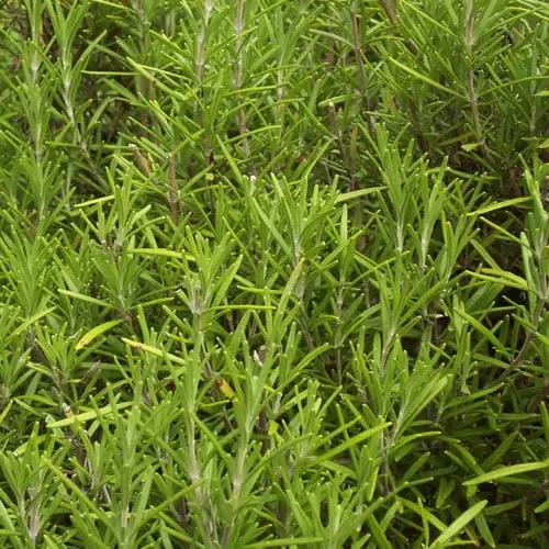 Herb Rosemary