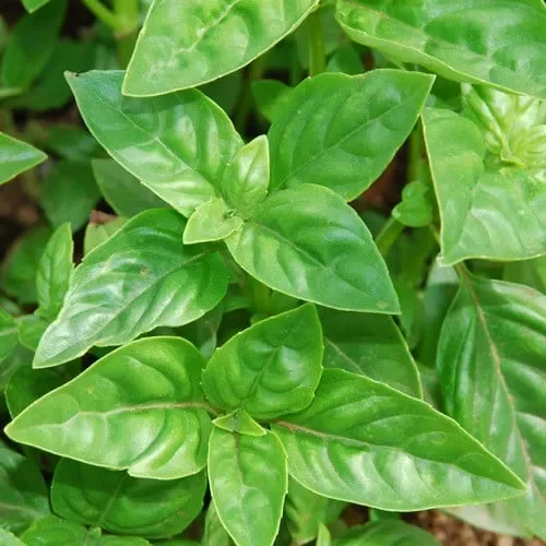 Herb Sweet Genovese Basil