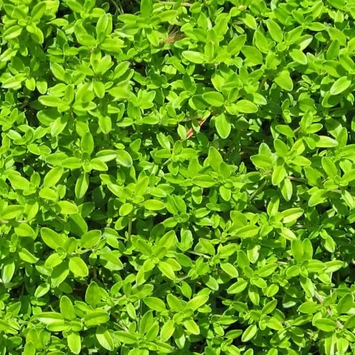 Herb Thyme