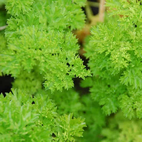 Herb Triple Curled Parsley