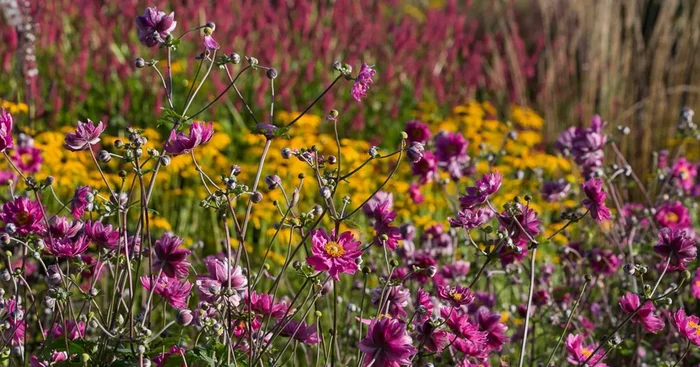 Herbst-Anemone ‚Pamina‘