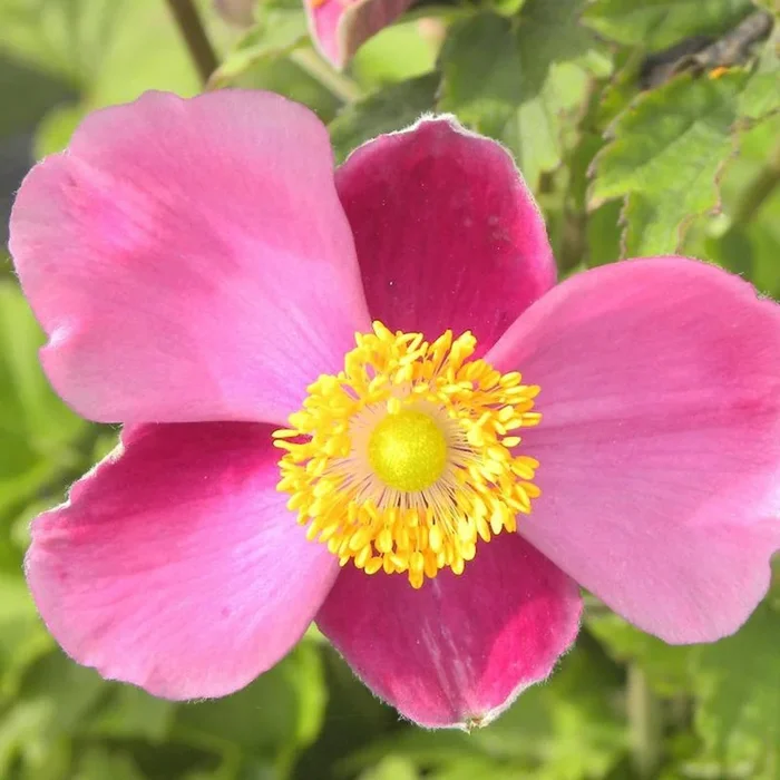 Herbstanemone Praecox