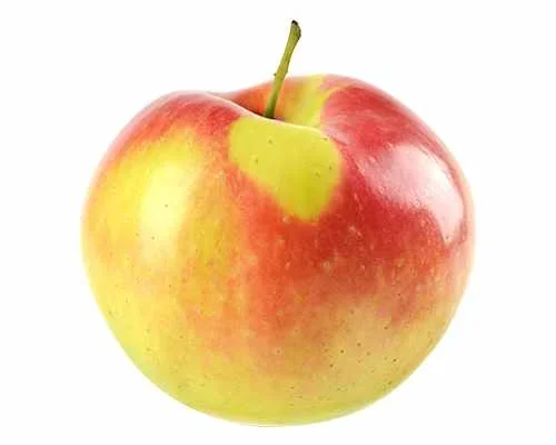 Herbstapfel ‚Gala‘ – Malus ‚Gala‘