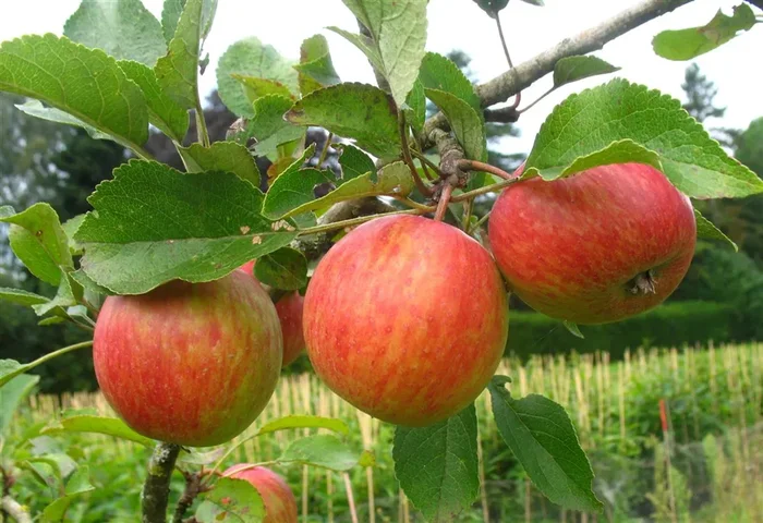 Herbstapfel ‚Prinzenapfel‘