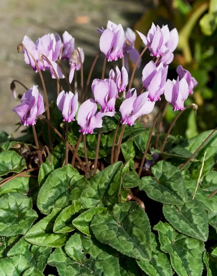 Herbstblühendes Alpenveilchen, Cyclamen hederifolium