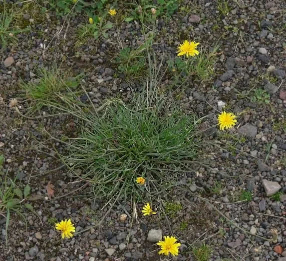 Herbstlöwenzahn (Bio-Saatgut), Leontodon autumnalis
