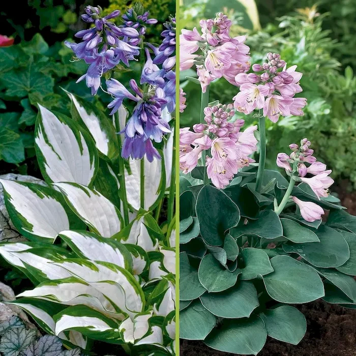 Herzblattlilie Fire and Ice und Blaues Mauseohr im Sparset Hosta x fortunei / Hosta tokudama Blue Mouse Ears – Bestellnummer 1158080
