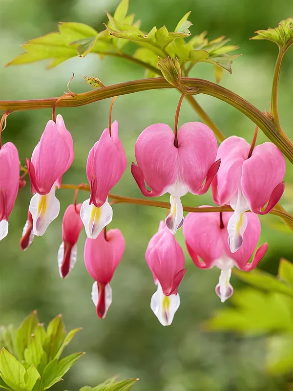 Herzblume Spectabilis (Dicentra)