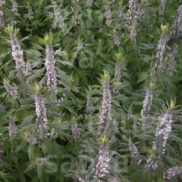 Herzgespann – Leonurus cardiaca