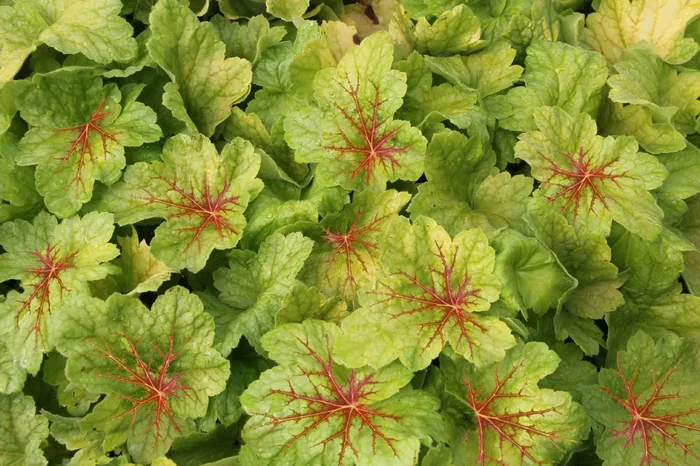 Heuchera ‚Electric Lime‘ (Purpurglöckchen)