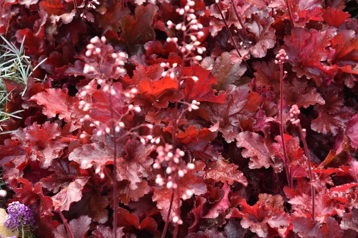 Heuchera ‚Forever Red‘ (Purpurglöckchen)