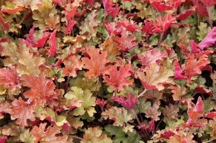 Heuchera ‚Ginger Peach‘ (Purpurglöckchen)