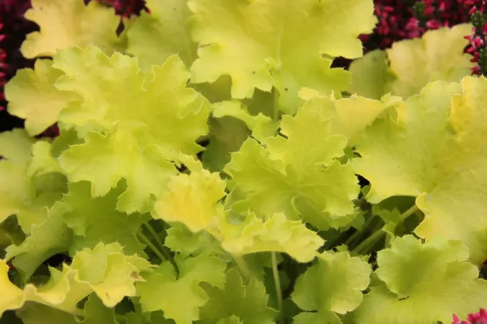 Heuchera ‚Lime Marmalade‘ (Garten-Purpurglöckchen)
