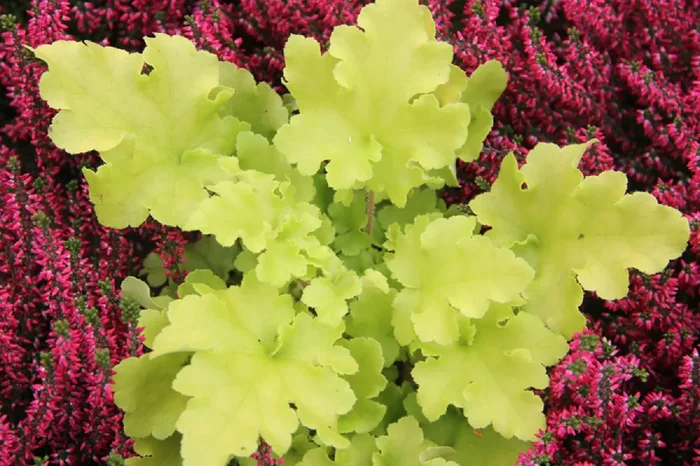 Heuchera ‚Lime Rickey‘ ® (Garten-Purpurglöckchen)