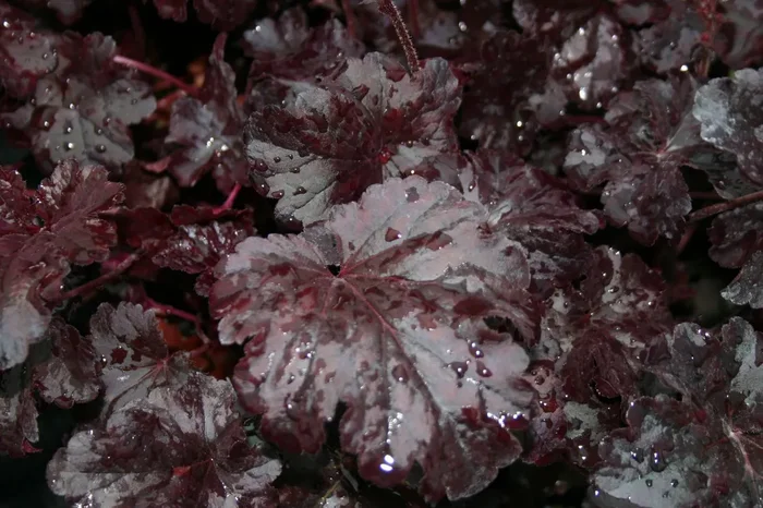 Heuchera ‚Obsidian‘ (Purpurglöckchen)