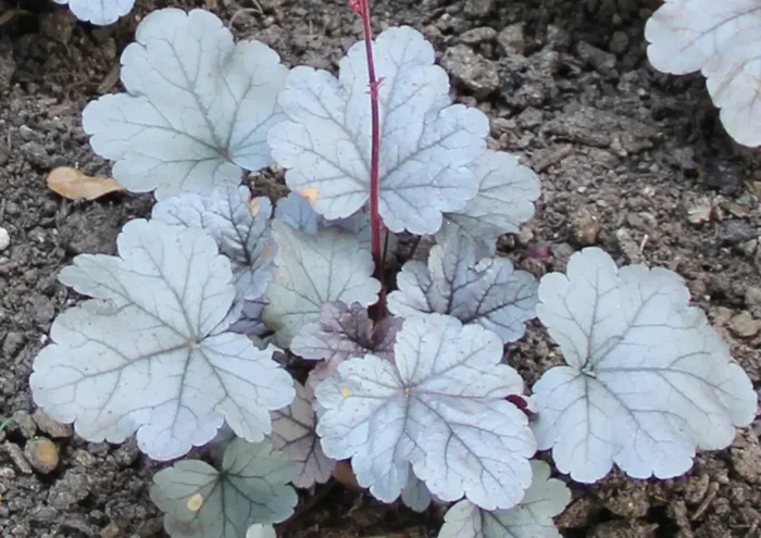 Heuchera ‚Silver Gumdrop‘ (Samthaariges Silberglöckchen)