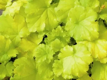 Heuchera cultivare Hybrida ‚Key Lime Pie‘ – Purpurglöckchen