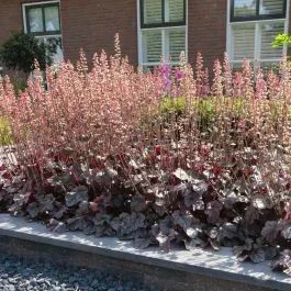Heuchera Northern Exposure Silber 9 cm Topf