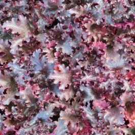 Heuchera Schwarz Tafetta 9 cm Topf