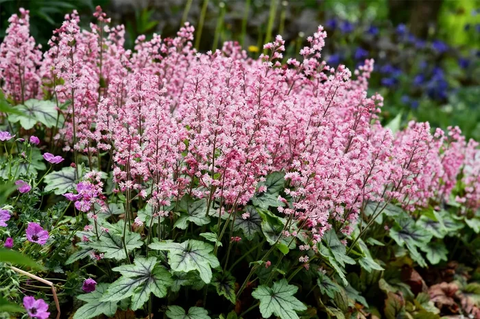 Heucherella ‚Pink Revolution‘ ® (Purpurglöckchen)