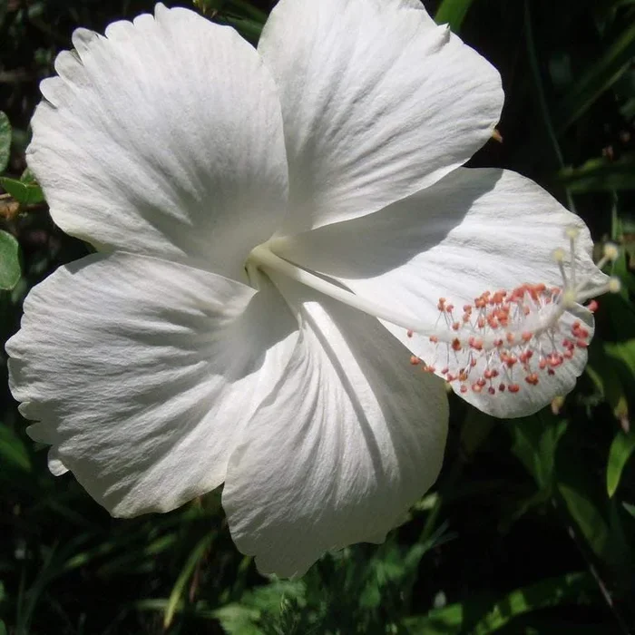 Hibiscus Flower Plant – White