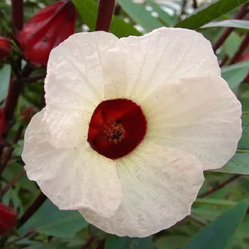 Hibiscus Sabdariffa