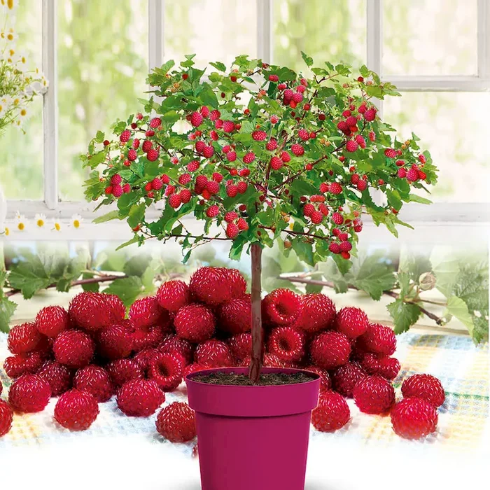 Himbeer-Baum Raspbeary® Bestellnummer 4400570