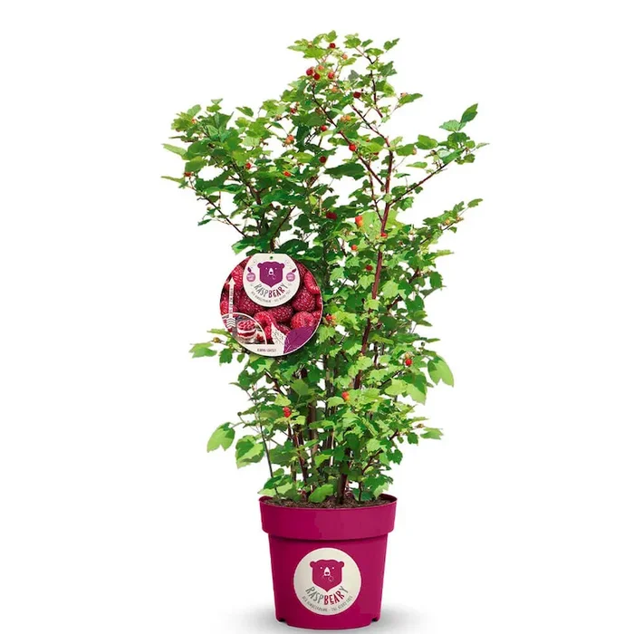 Himbeer-Strauch Raspbeary® Bestellnummer 4400650