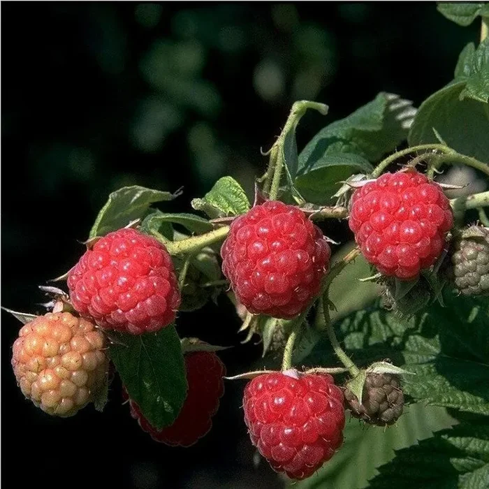 Himbeere ‚Autumn Bliss‘ ®