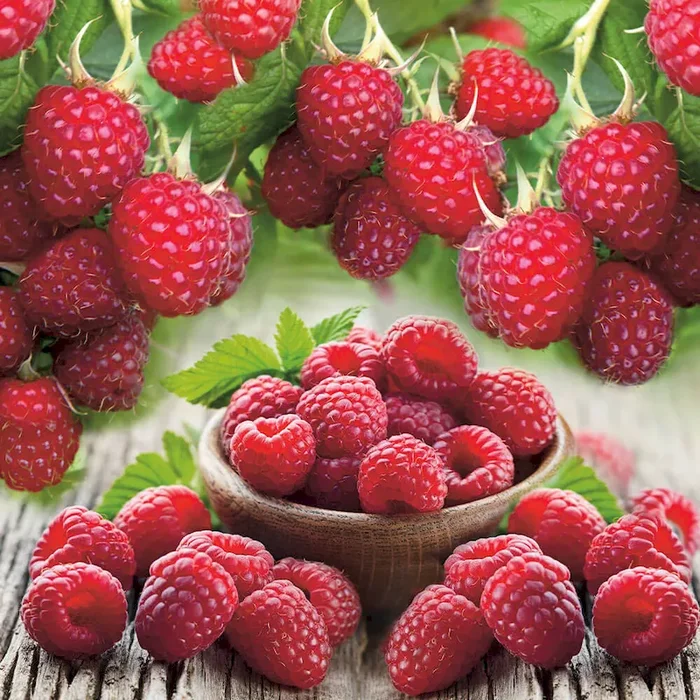 Himbeere ‚Pokusa®‘, herbsttragend Rubus idaeus – Bestellnummer 4403149