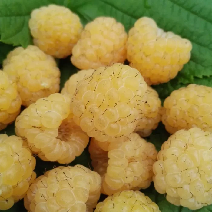 Himbeere „All Gold“