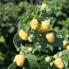 Himbeere (Rubus idaeus) Twotimer® Sugana® GELB