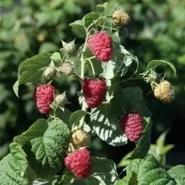 Himbeere (Rubus idaeus) TWOTIMER Sugana®